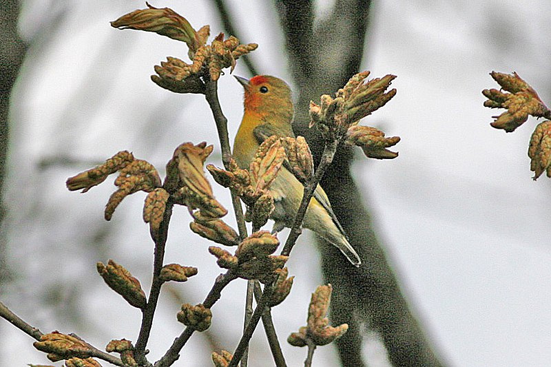 File:Cephalopyrus flammiceps, Bhutan 2.jpg