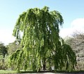 Cercidiphyllum japonicum ‘Morioka Weeping’ Δενδροκομείο Άρνολντ του Πανεπιστημίου του Χάρβαρντ