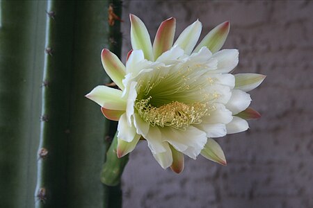 Tập_tin:Cereus_hildmannianus_ssp._uruguayanus181509467.jpg