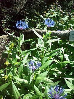 Chaber górski Centaurea montana.jpg