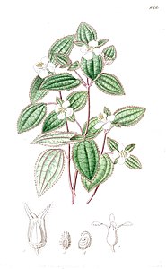 Original botanical illustration of 1827