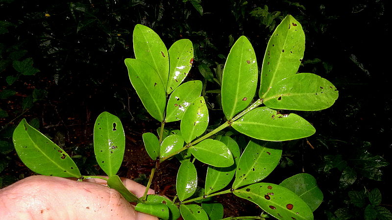 File:Chamaecrista ensiformis (Vellozo) Irwin & Barneby var. ensiformis (10208307643).jpg