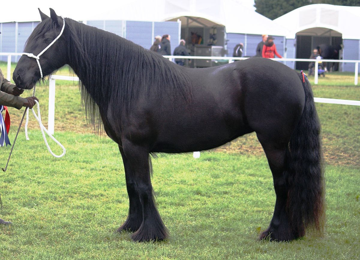 Dales pony - Wikipedia