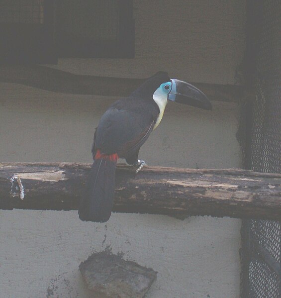 File:Channel-billed Toucan back, Belgrade Zoo.jpg