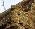 La chapelle Saint-Philibert-et-Saint-Roch, acrotère du pignon du transept sud représentant un ange