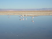 Flamencos en la laguna Chaxa del salar