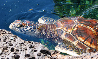 The green sea turtle is believed to nest on the beaches of Caroline Island. Chelonia mydas (Hawaiian variety).jpg