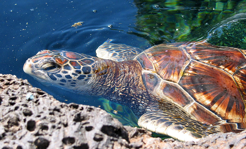 File:Chelonia mydas (Hawaiian variety).jpg