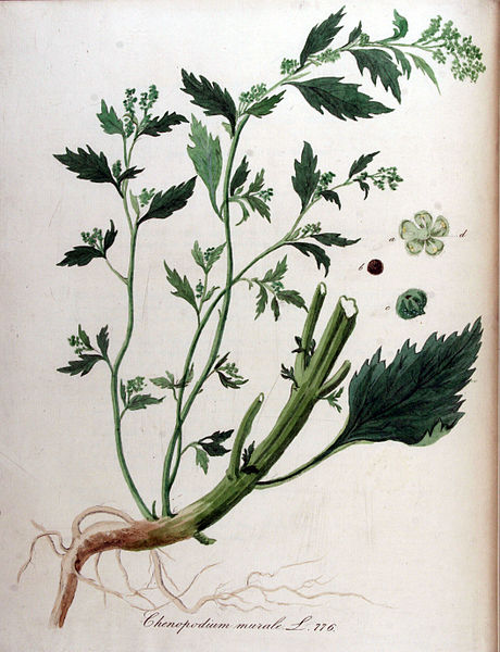 File:Chenopodium murale — Flora Batava — Volume v10.jpg