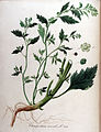 Ilustración de la especie (bajo su basónimo Chenopodium murale) en Flora Batava of Afbeelding en Beschrijving van Nederlandsche Gewassen, Otto Wilhelm Thomé, Vol. 10, Gera, 1853.