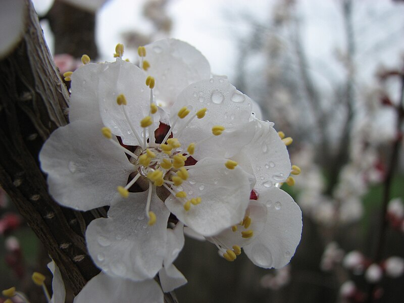 File:Cherry tree flower (2395907827).jpg