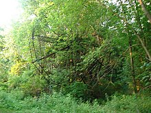 Chippewa Lake Park's Ferris wheel in 2007, left standing like many rides, but overgrown with foliage; Chippewa Lake, Ohio Chippewa Lake ferris wheel 2007.jpg