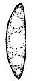 Spore von Chorioactis geaster, Zeichnung von 1910