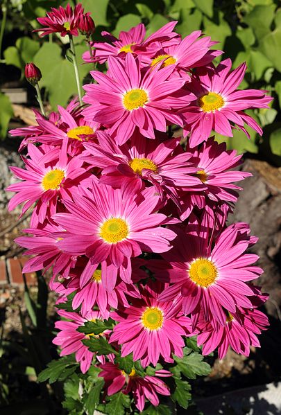 File:Chrysanthemum 'Rage Spray' in my Garden1.JPG