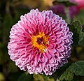 Miniatura para Chrysanthemum morifolium