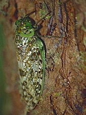 Yanga andriana Cicada (Yanga andriana) (9674465322).jpg