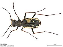 Cicindela tuberculata.jpg