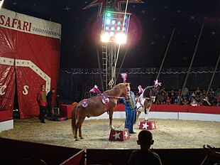 Cirkus Safari u Čakovcu - konji.jpg
