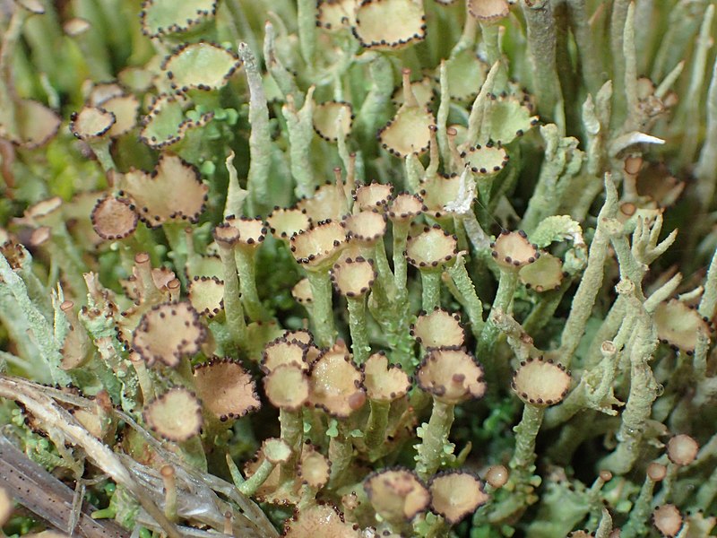 File:Cladonia chlorophaea 23670792.jpg