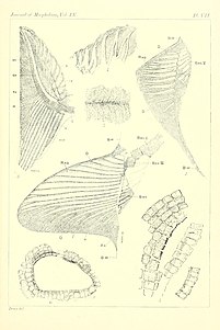 Illustrations from 1894 showing skeletal elements such as fins (1-4), scleral ossicles (5-6), and a lateral line (7) Cladoselache 1894.jpg