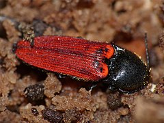 Description de l'image Click Beetle (Ampedus quercicola) hibernating in dead wood (13535760445).jpg.