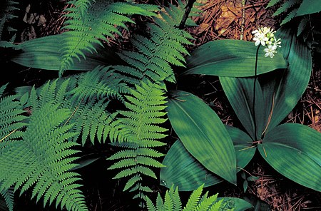 Clintonia umbellulata