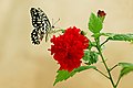 * Nomination Close wing Nectaring of Papilio demoleus Linnaeus, 1758 - Lime Swallowtail. (by Sandipoutsider) --Atudu 12:17, 10 August 2022 (UTC) * Promotion  Support Good quality. --Velvet 05:53, 11 August 2022 (UTC)