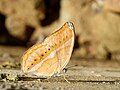 * Nomination: Cirrochroa aoris (Doubleday,1847)- Large Yeoman. By User:Atanu Bose Photography --Sandipoutsider 03:31, 21 August 2023 (UTC) * * Review needed