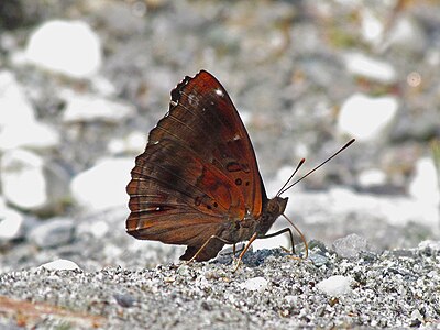 Ventral view