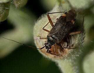 <i>Closterotomus fulvomaculatus</i> Species of true bug