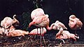 Flamingos at Ngorongoro