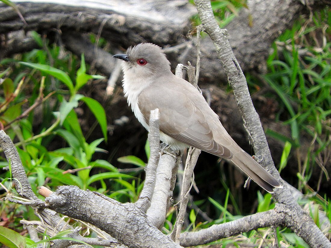 Coccycua cinerea