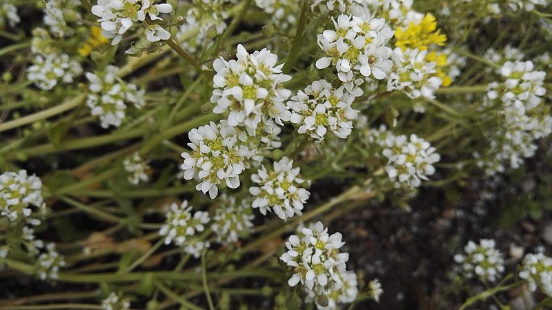 File:Cochlearia officinalis L. (Brassicaceae)-2F.jpg