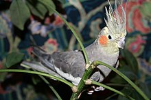 A cockatiel Cockatiel Crest.jpg