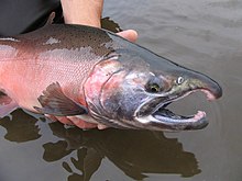 Coho salmon.jpg