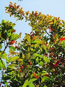 Combretum kraussii, Winterlower, Louwsburg.jpg