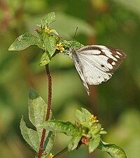 S. nodiflora