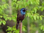 Thumbnail for File:Common grackle (60622).jpg