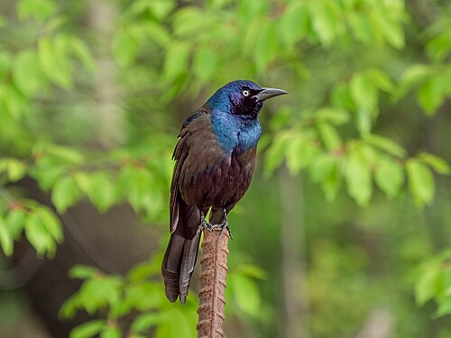 Common grackle in Prospect Park