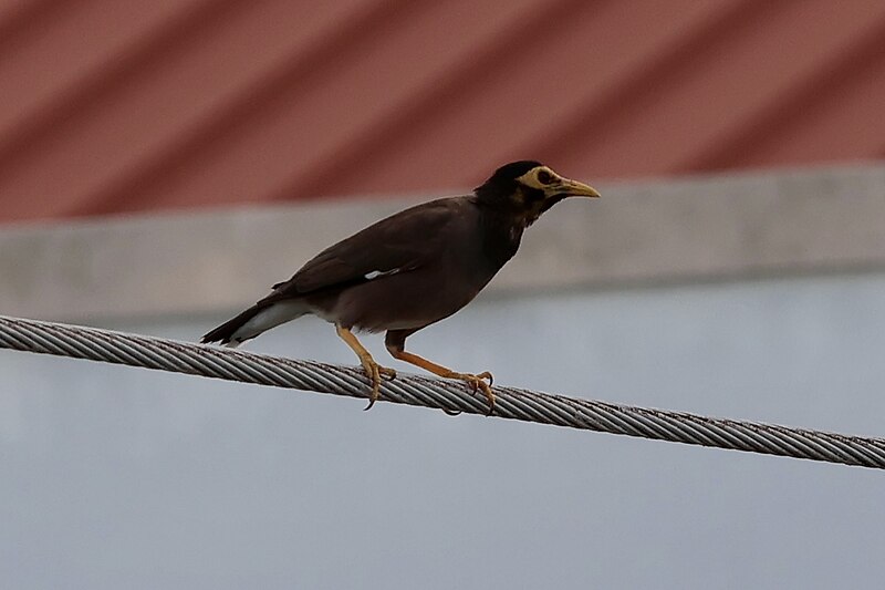 File:Common myna 20 November 2022 03.jpg