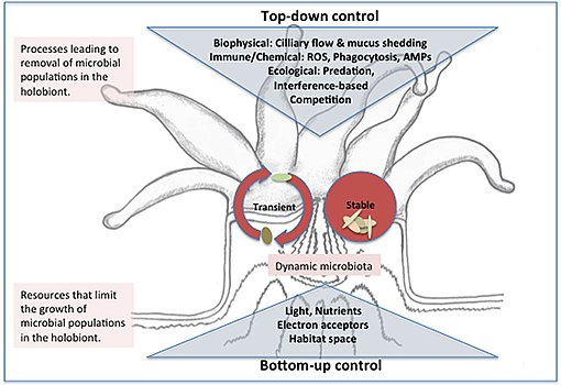 Top-down and bottom-up control of microbiota structure in the coral holobiont
Stable microbes may be introduced to the holobiont through horizontal or vertical transmission and persist in ecological niches within the coral polyp where growth (or immigration) rates balance removal pressures from biophysical processes and immune or ecological interactions. Transient microbes enter the holobiont from environmental sources (e.g., seawater, prey items, or suspension feeding) and removal rates exceed growth/immigration rates such that a dynamic and high diversity microbiota results. Transient and stable populations compete for resources including nutrients, light and space and the outcome of resource-based competition (bottom-up control) ultimately determines population growth rate and thus ability to persist when subject to removal. Whether a population is categorized as stable or transient may depend on the timeframe considered.
AMP = antimicrobial peptides, ROS = reactive oxygen species Control of the microbiota structure in the coral holobiont.jpg