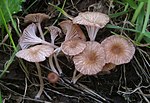 Contumyces rosellus (MM Moser) Vöröshajú, Moncalvo, Vilgalys és Lutzoni 312300.jpg