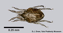 Copidognathus bairdi