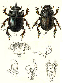 Extraits d'une planche (Faune d'Allemagne), par Edmund Reitter (1908)