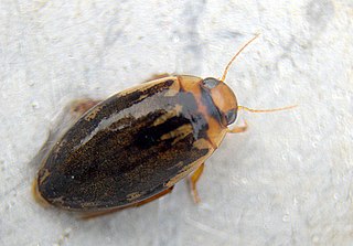 <i>Coptotomus loticus</i> Species of beetle