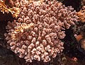 * Nomination Coral (Pocillopora verrucosa), Ras Muhammad National Park, Egypt --Poco a poco 08:43, 30 June 2022 (UTC) * Promotion  Support Good quality. --Ermell 10:13, 30 June 2022 (UTC)