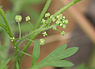 Kleine varkenskers (Coronopus didymus)