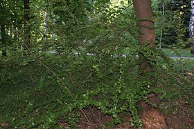 Cotoneaster melanocarpus in Botanical garden, Minsk.JPG