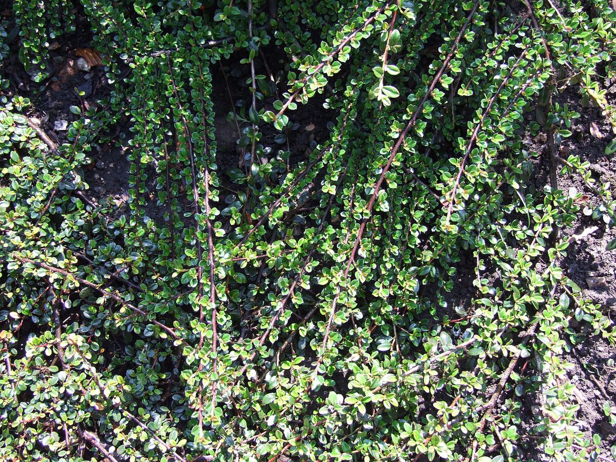 Кизильник мелколистный Cotoneaster microphyllus