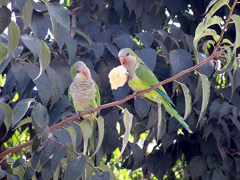 File:Cotorras monje o argentinas (Myiopsitta monachus).jpg